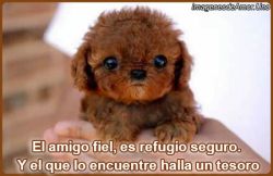 El amigo fiel ☑ - frases