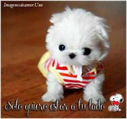 Solo quiero estar a tu lado 👫