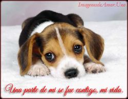 Una parte de mi se fue contigo, mi vida...