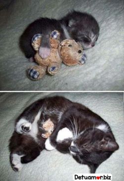 awwww Tierno gatito abrazando su peluche